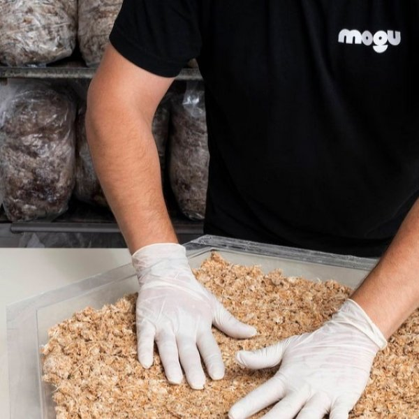 Kering backs biomaterials company Mogu in $11million funding round for mushroom-derived leather alternative