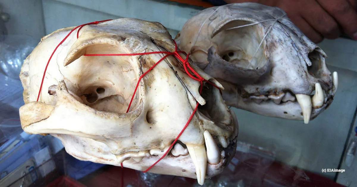 Big pharma in China excluded from Norway’s state pension fund over wildlife trade risks - EIA