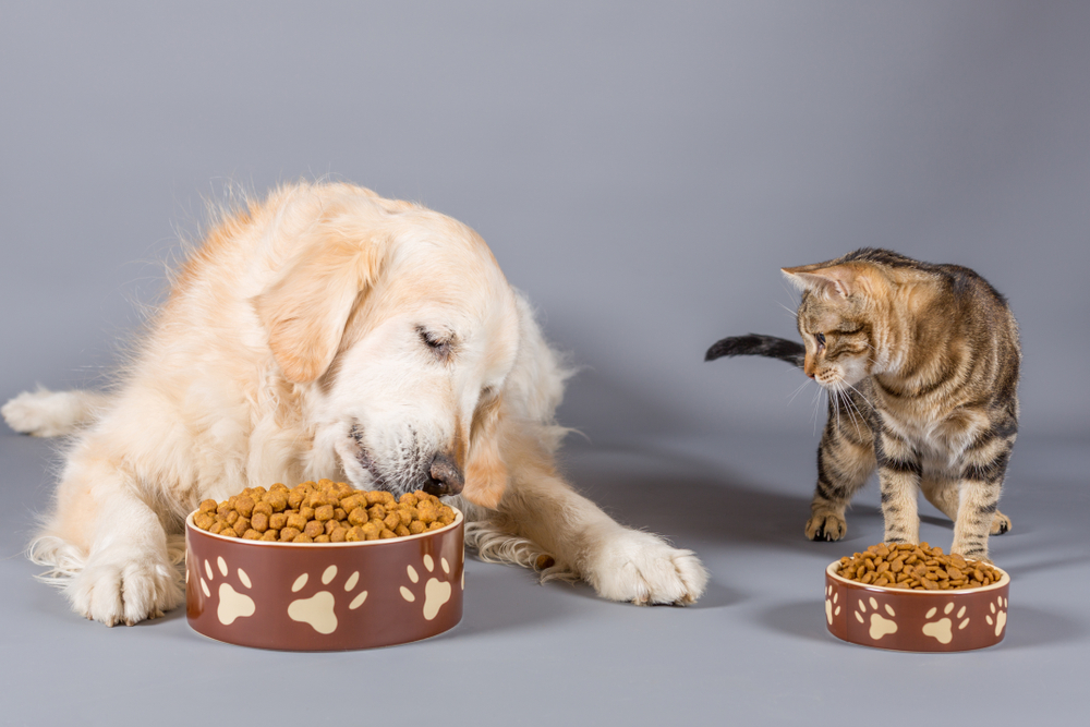 Online pet care brand Crazy Dog raises USD 43.4 million in Series B funding