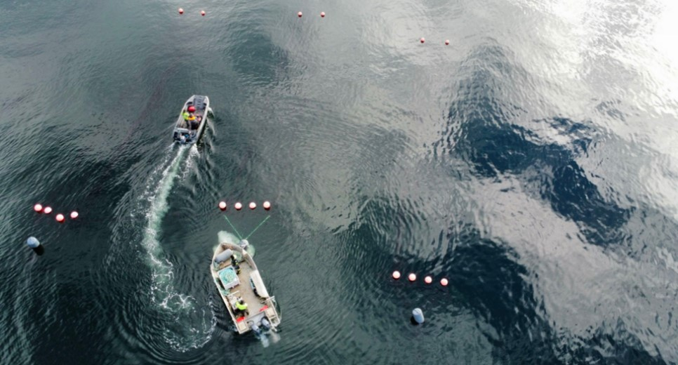 New project considers the role of seaweed to improve crop fertiliser use