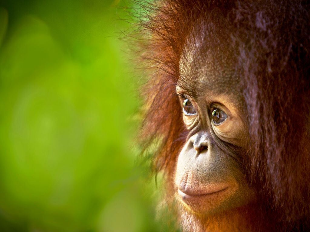 Bill Gates-backed C16 Biosciences will bring its first palm oil alternative to market next year
