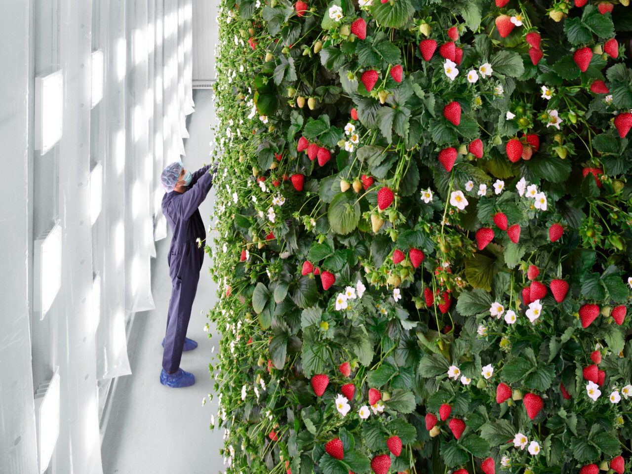 Plenty Has An Opportunity to Succeed Say Some Vertical Farming Experts