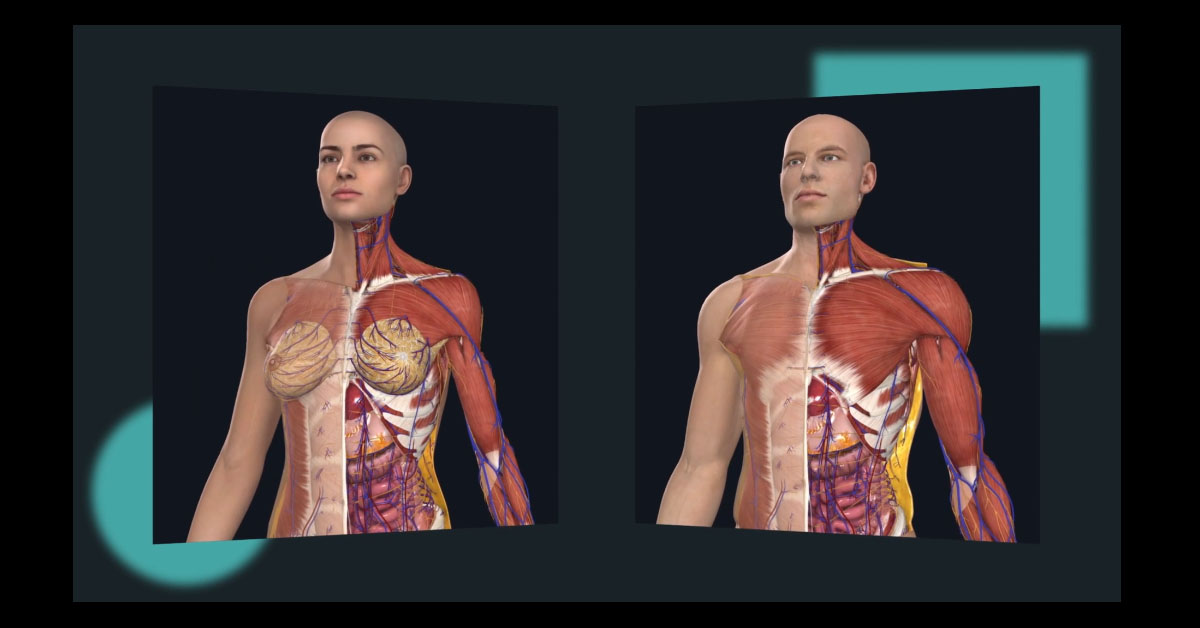 Elsevier launches Complete Anatomy female model, the most advanced full female anatomy model available in the world
