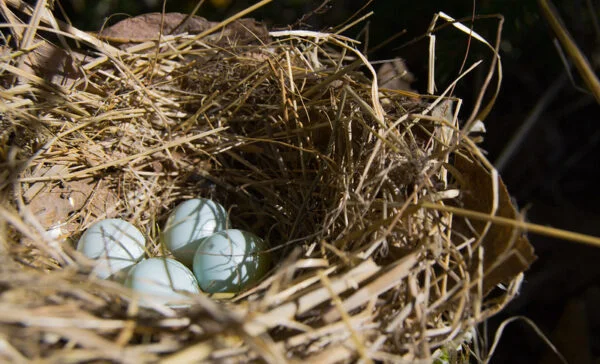 How One Startup Is Making Egg Freezing More Affordable and Equitable
