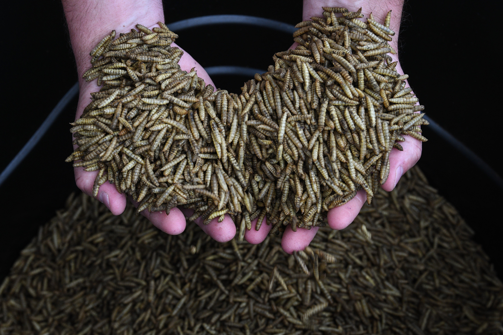 Maggots, the future of food: high in protein with a small carbon footprint