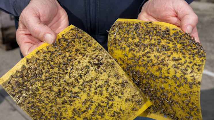 ‘Rotten odour’ and fly swarms: Council seeks eviction order against former start-up darling