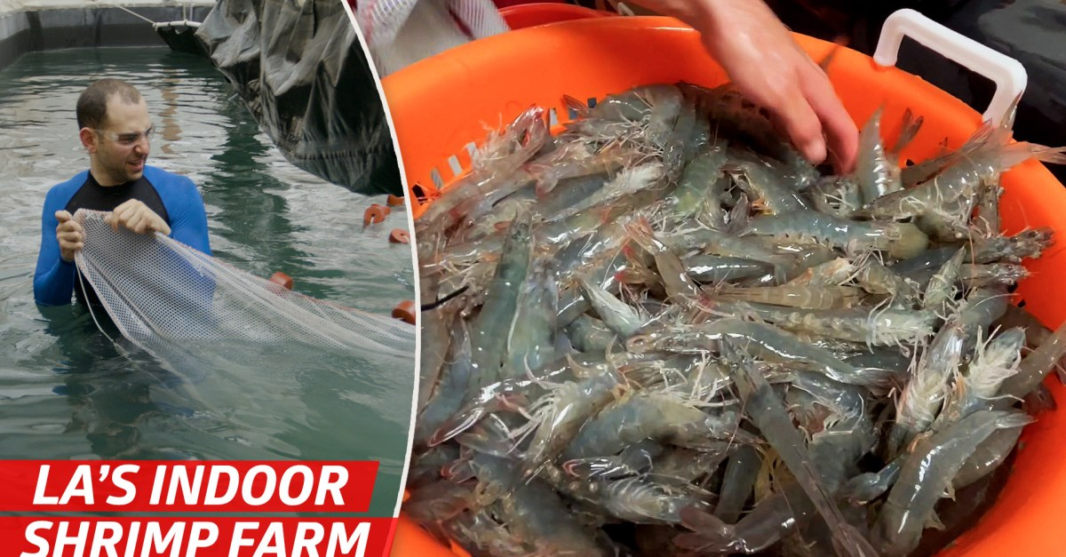 How America’s Biggest Indoor Shrimp Farm Sells 2 Million Shrimp Each Year