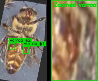 🐝 Varroa-on-bee detection model published