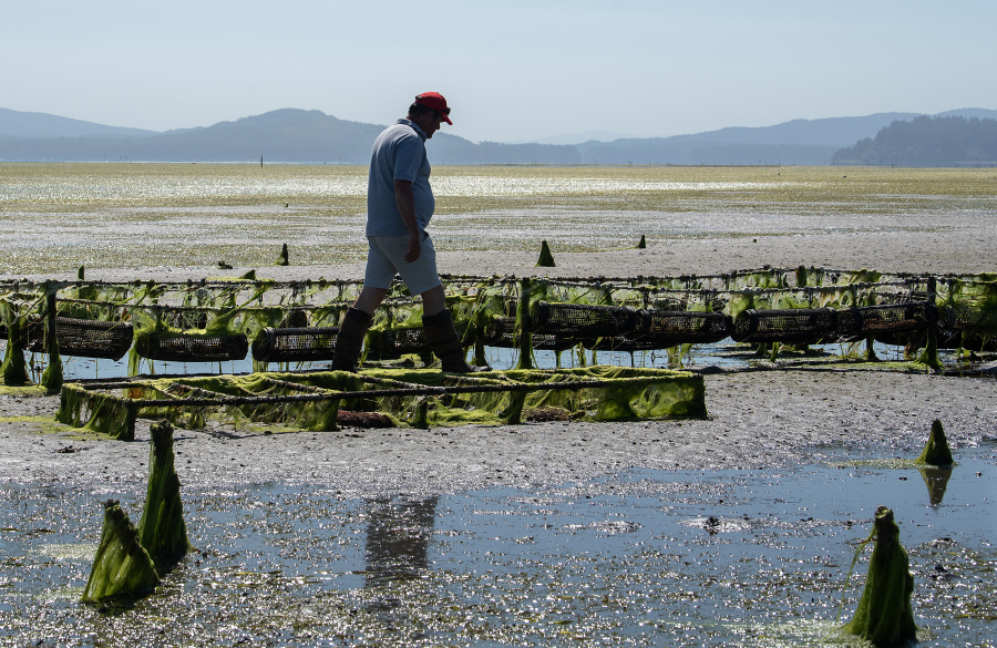 Successful shellfish: Willapa Bay oyster farmer’s ‘regenerative’ method is step beyond sustainable