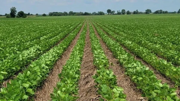 HSC Biochar Carbon Removal Project | California Case Study