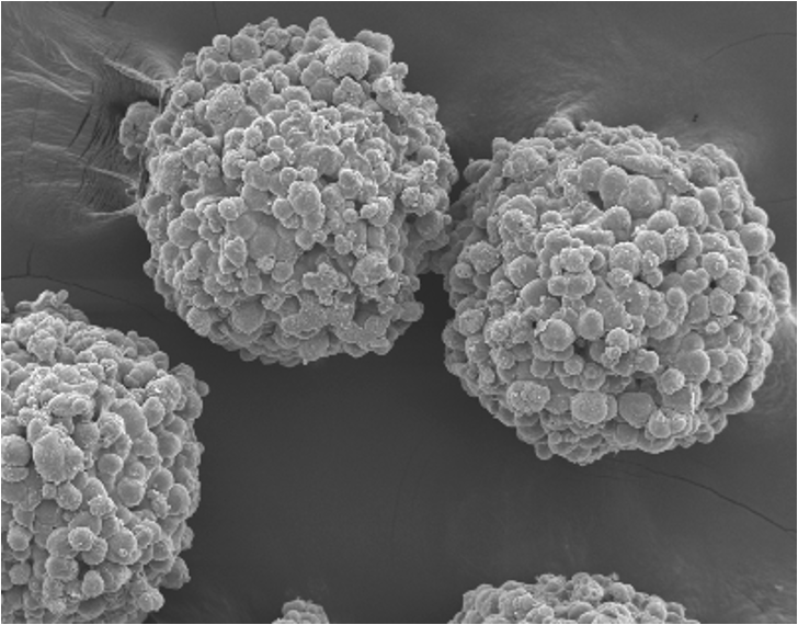 Making Cancer Drug Screening Easier and Faster: A Spotlight on Grant Recipient Vivosphere