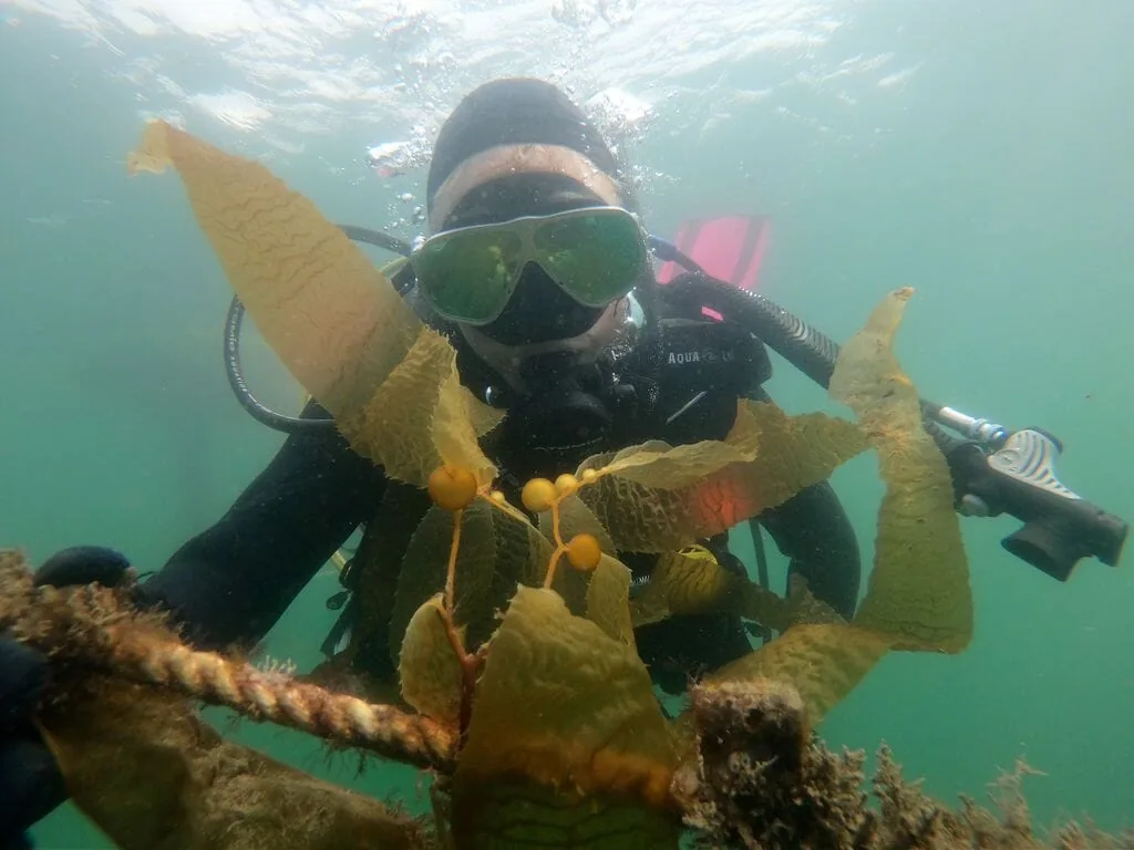 San Diego extends agreement with sunken seaweed pilot farm