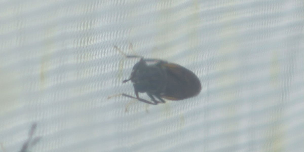 Flies may be the answer to waste problems at LSU