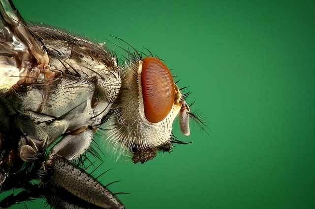 Irish Biotech Startup Raises Second Round to Scale-Up Insect Protein