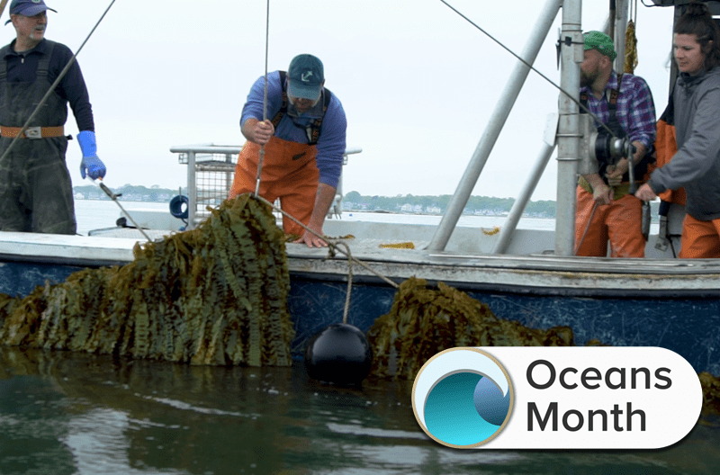 Kelp: It's What's For Dinner