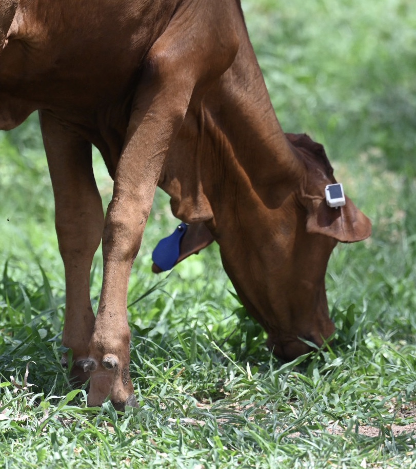 Ceres Tag and CSIRO partner on next-generation smart ear tags for livestock monitoring