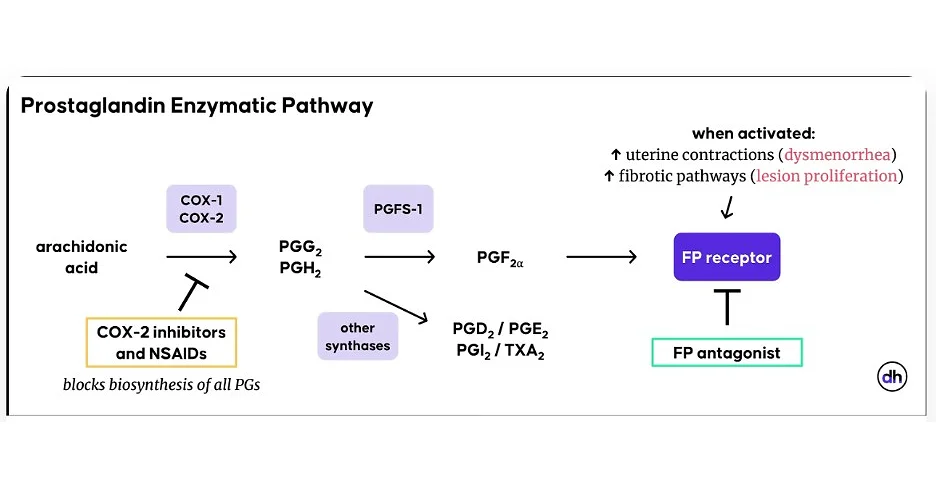 Maipl Therapeutics Reports Preclinical Progress for MA-4604, a Novel Oral Non-Hormonal Treatment of Endometriosis