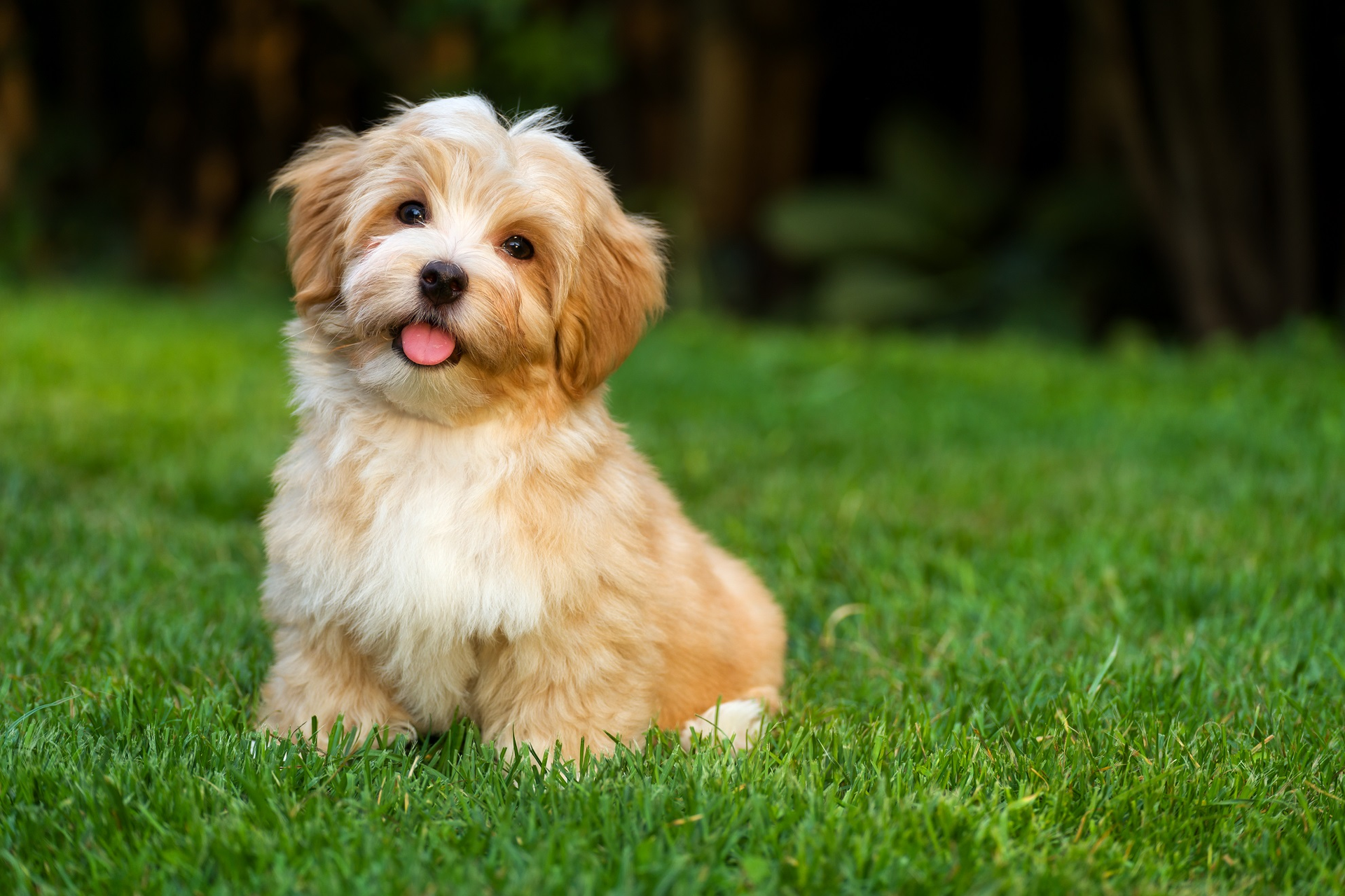 Wisdom Panel Unveils Next Generation Dog Breed Detection System