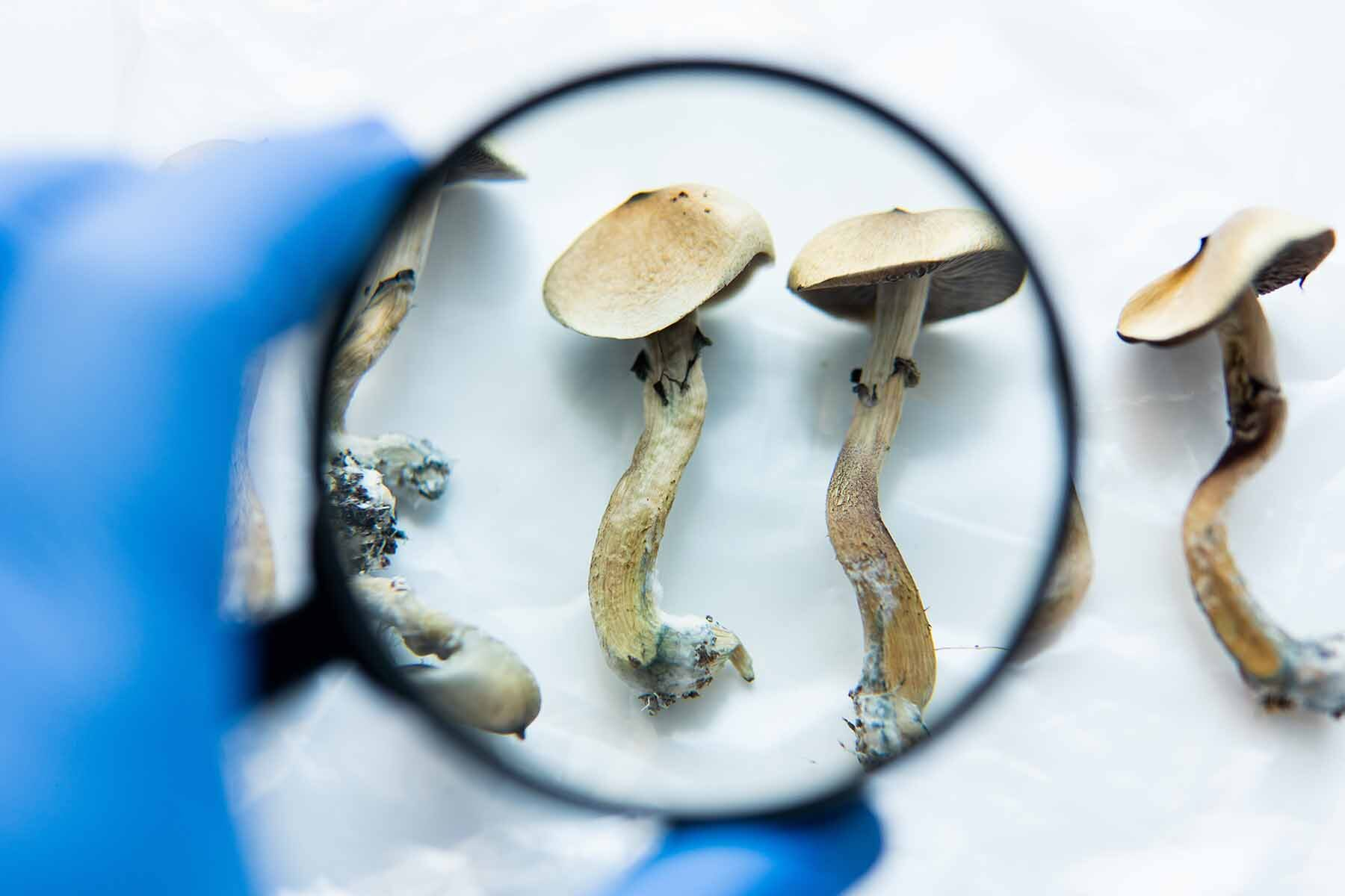 U-M Medical School study to provide insight into real-world trends around psychedelics in the US