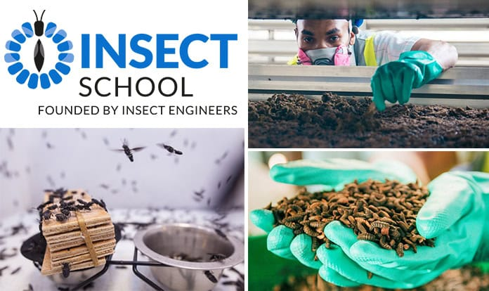 Insect Engineers opening its Insect School