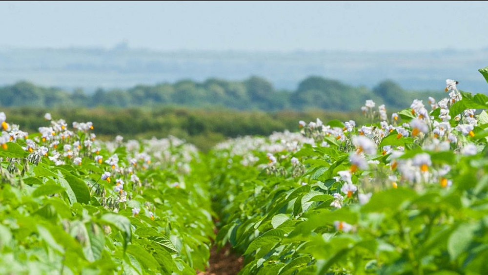 Dyson Farming Accelerates Innovative Potato Projects With Defra Funding