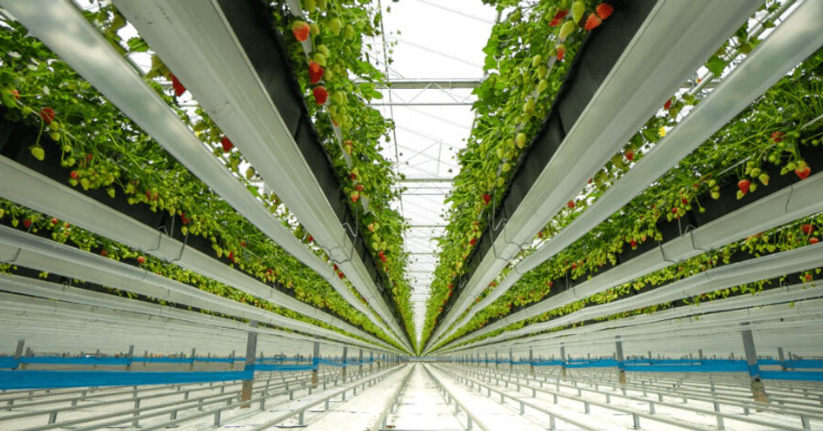 Sustainable Strawberries: Dyson's High-Tech Farming