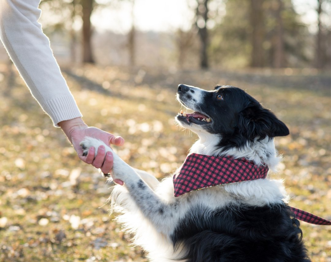 Kennel Connection Merges with PawLoyalty
