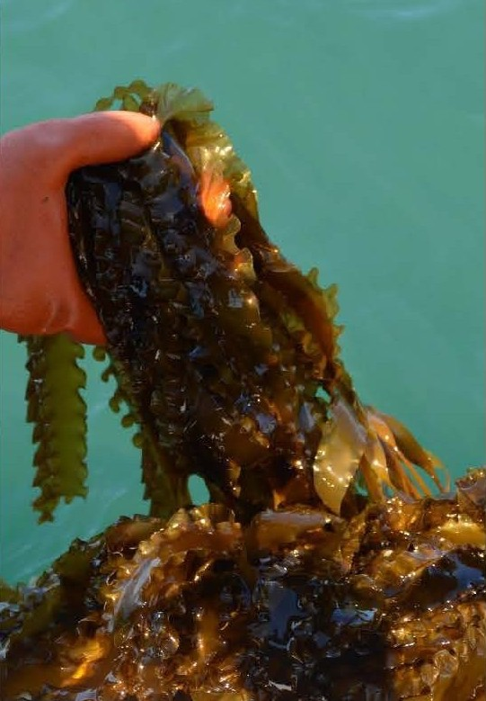 Kelp Fest: open house, cooking classes, farm tour and more! | Connecticut Sea Grant | University of Connecticut
