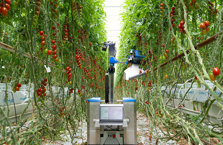 inaho tomato harvesting robot undergoes trials at Dutch growers