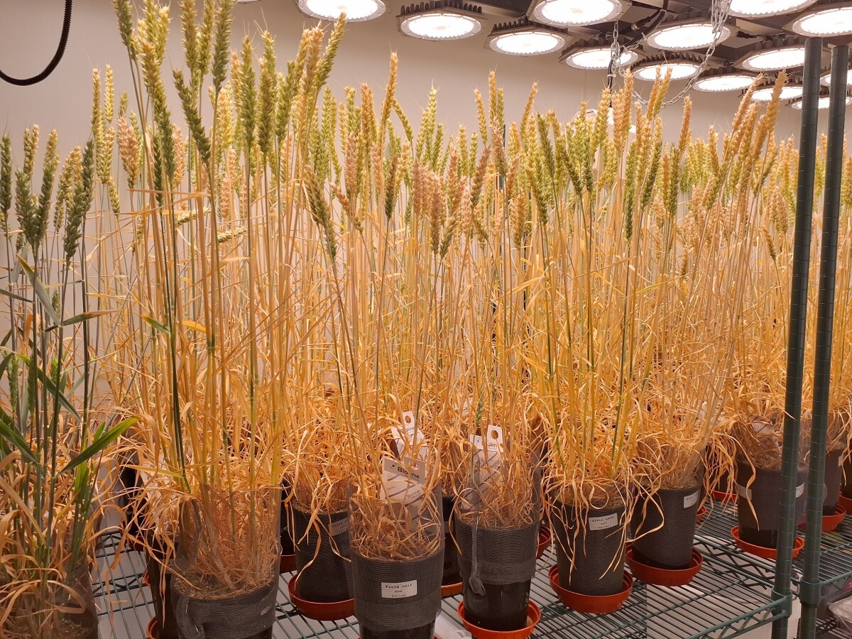 Farmed kelp is a help for wheat yield