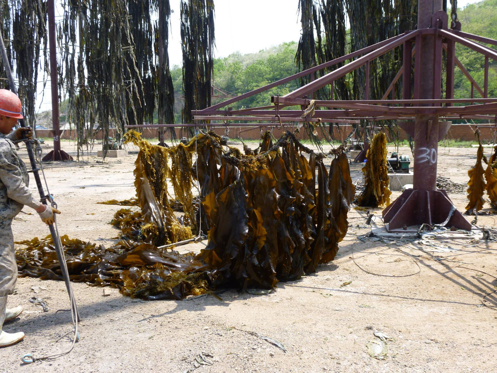 Ambitious bid to create seaweed farms along the Norfolk coast