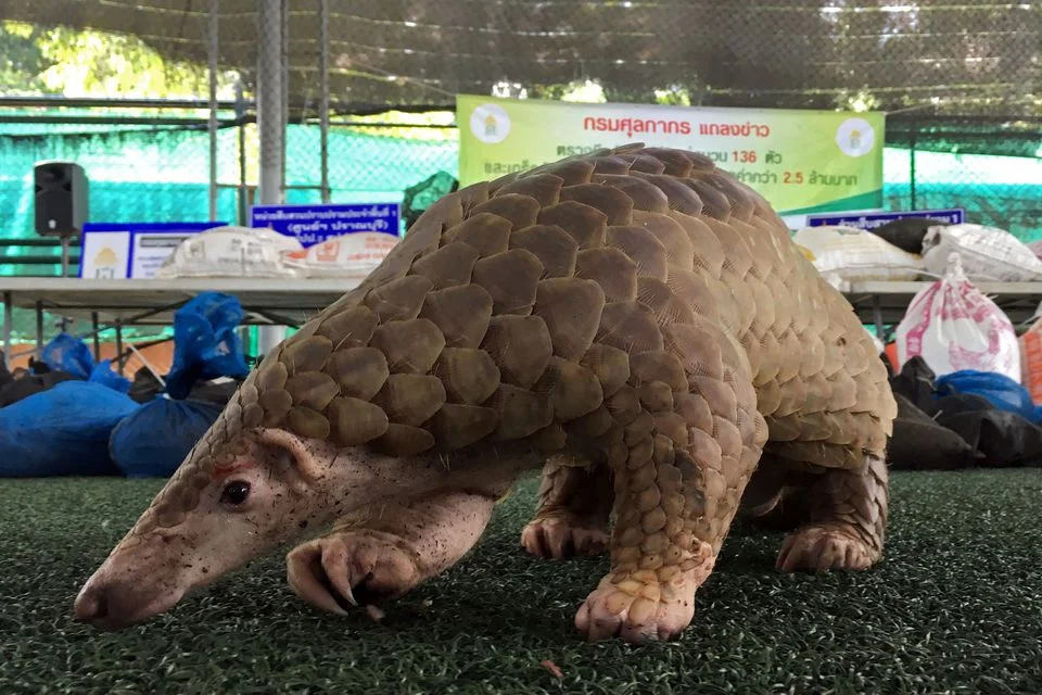 Norway wealth fund to divest from Chinese pharma firm over pangolins