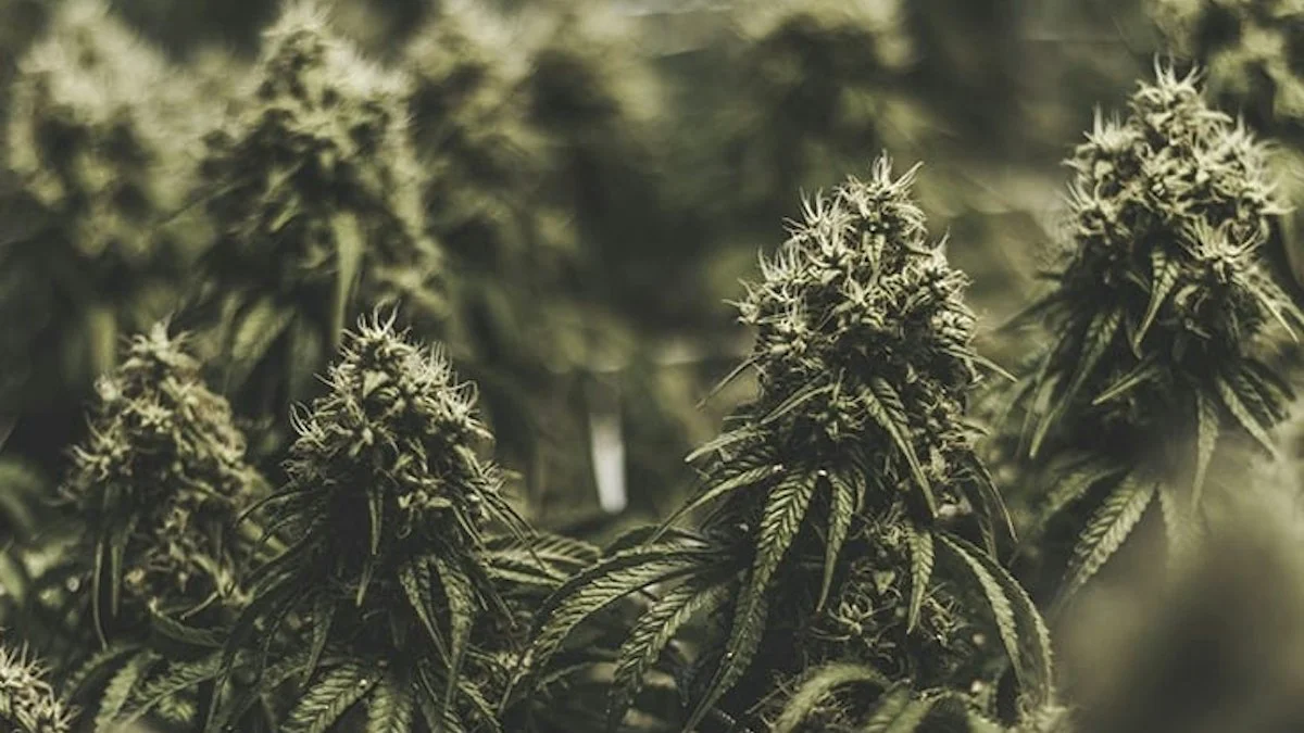 Merida Capital Holdings’ Colin Kelley Details 2022 Cannabis Industry Outlook