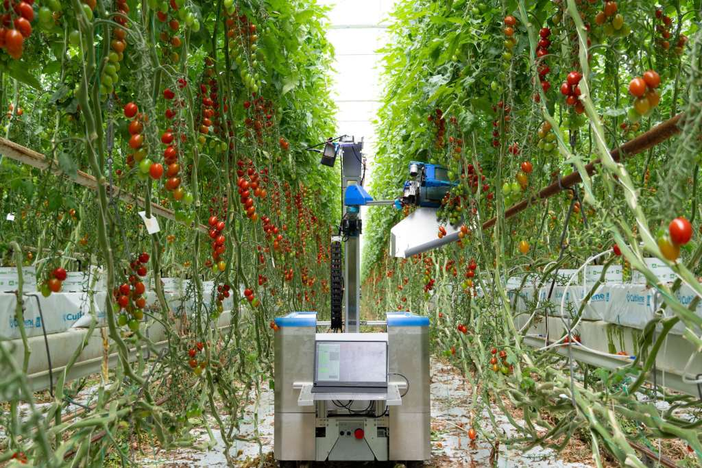 Inaho Shares Progress In Tomato Harvesting Robot Trials in the Netherlands