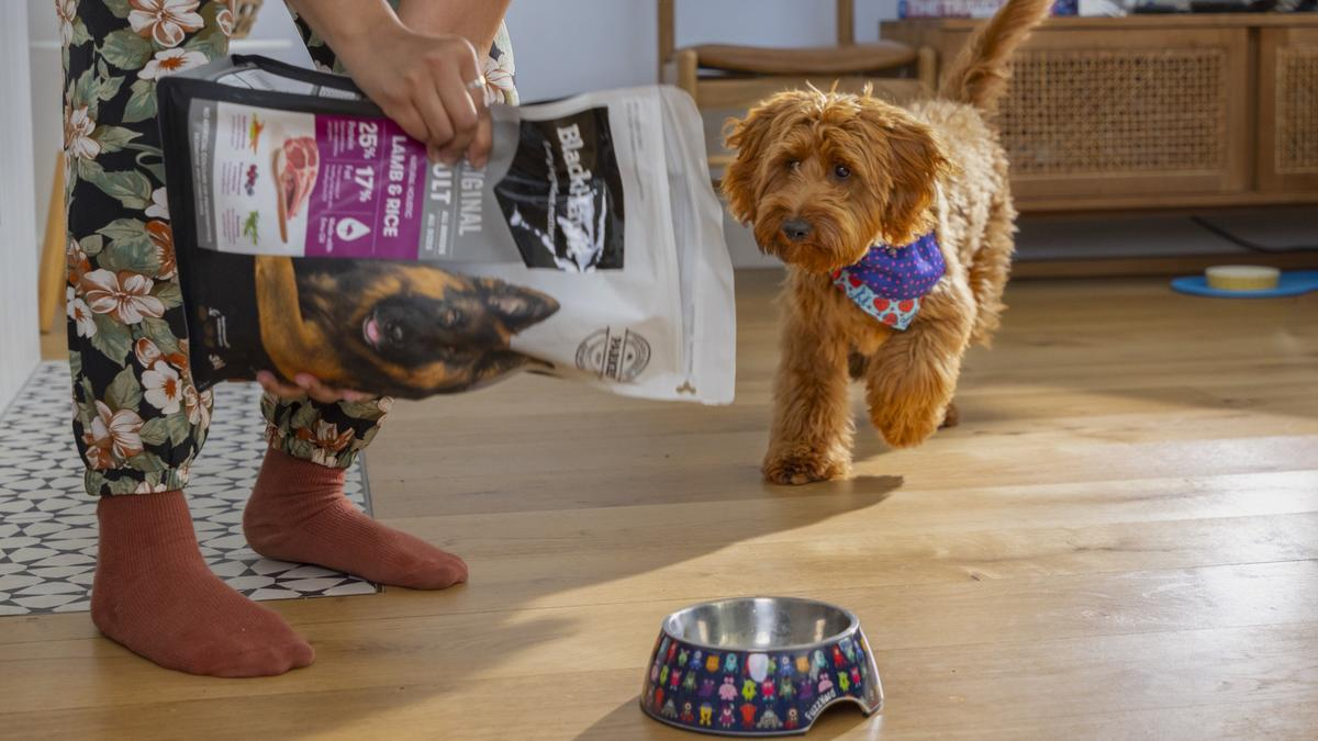Pet Circle fined $26,000 for fake discounts