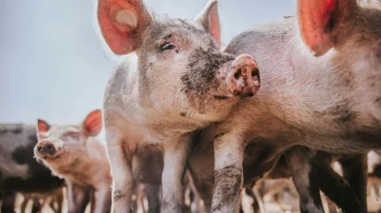 Cranswick to invest in improving animal welfare after reports of “abuse and neglect”