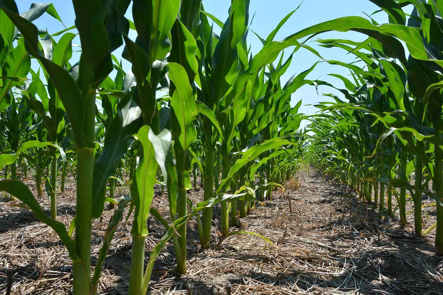 Fertigation Technology Quantifies Nitrogen Status in Crops