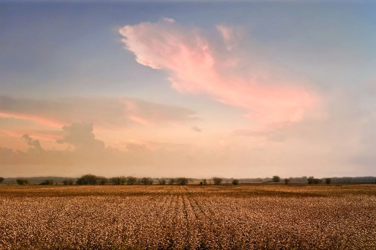 Fibers Fund starts 2025 with hopeful news