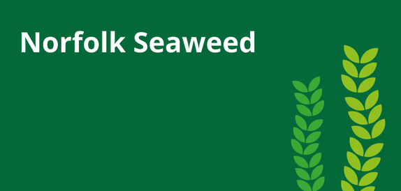Mills & Reeve launches nature recovery partnership with Norfolk Seaweed