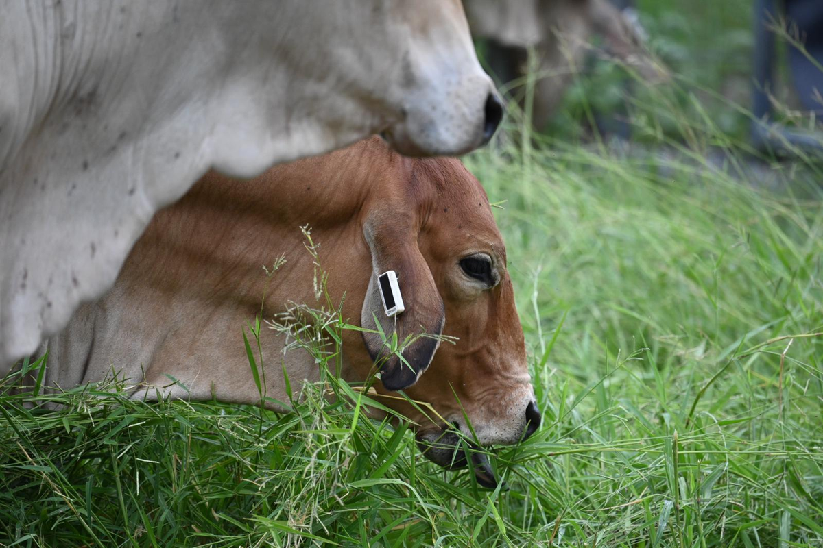 Ceres Tag launches reusable smart ear tag for US market expansion