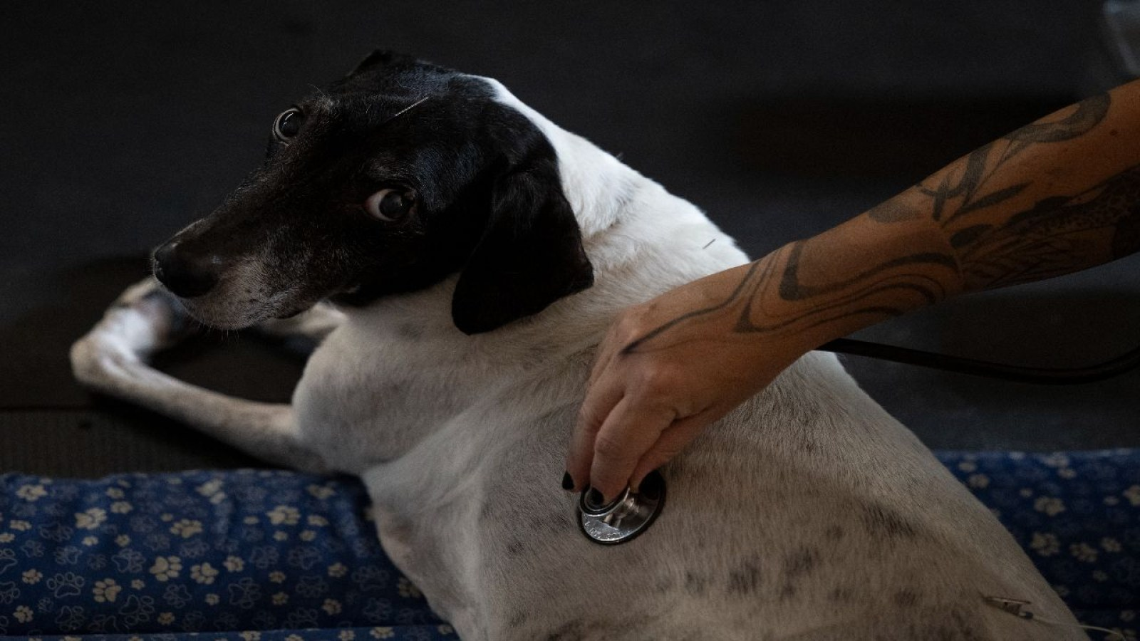 Rosie dog AI mRNA cancer vaccine: Gamgee launch