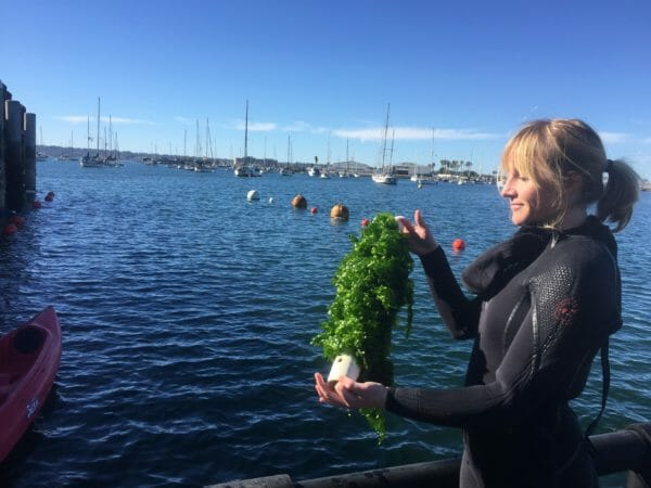 Sunken Seaweed: Future of Regenerative Ocean Farming- WilderUtopia