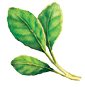 The Mate Factor logo