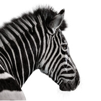 Investec