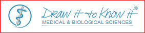 Draw It to Know It
