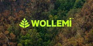 Wollemi