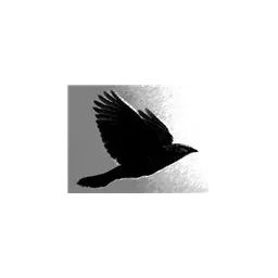 Blackbird Holdings