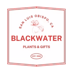 Blackwater